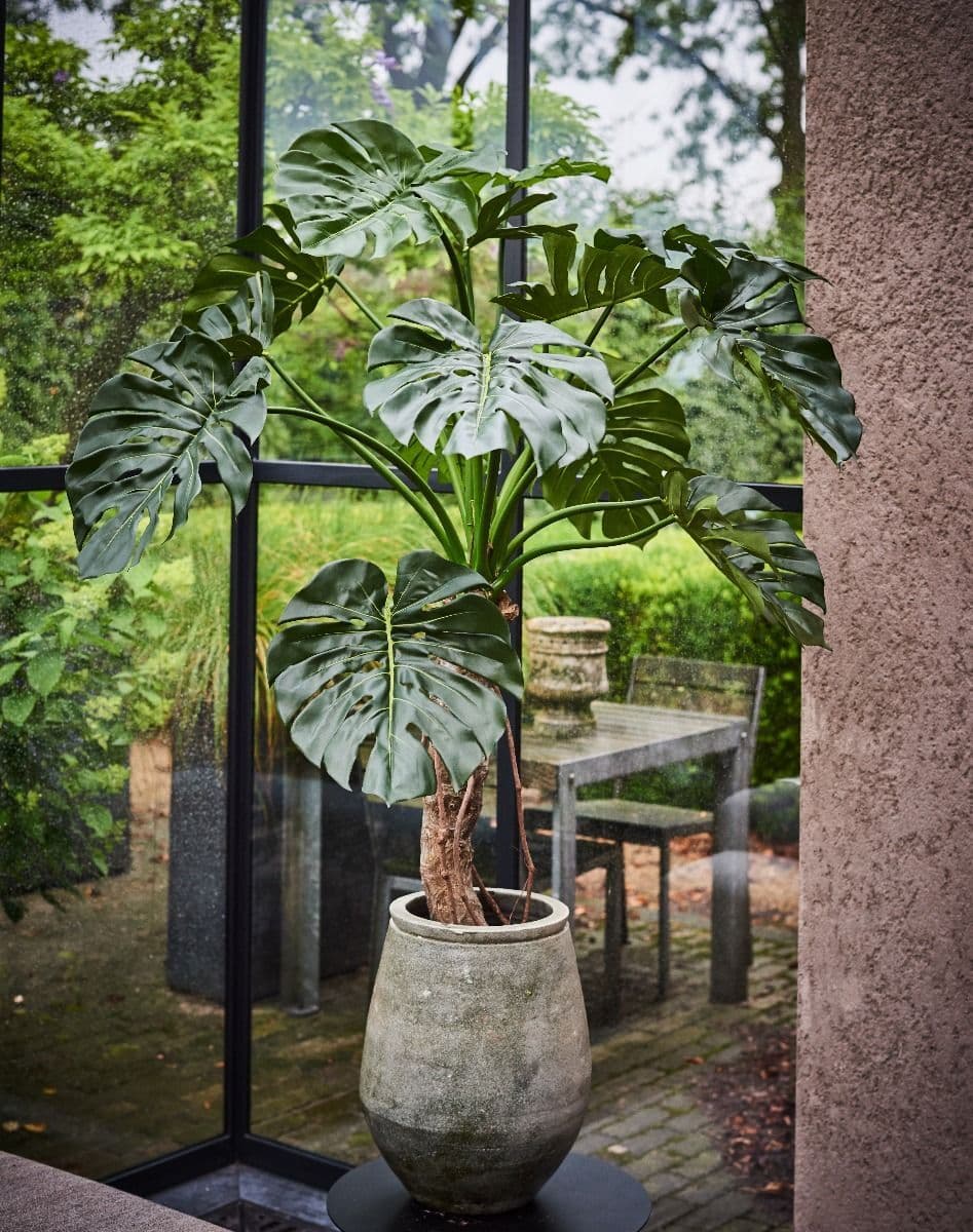 Philodendron
