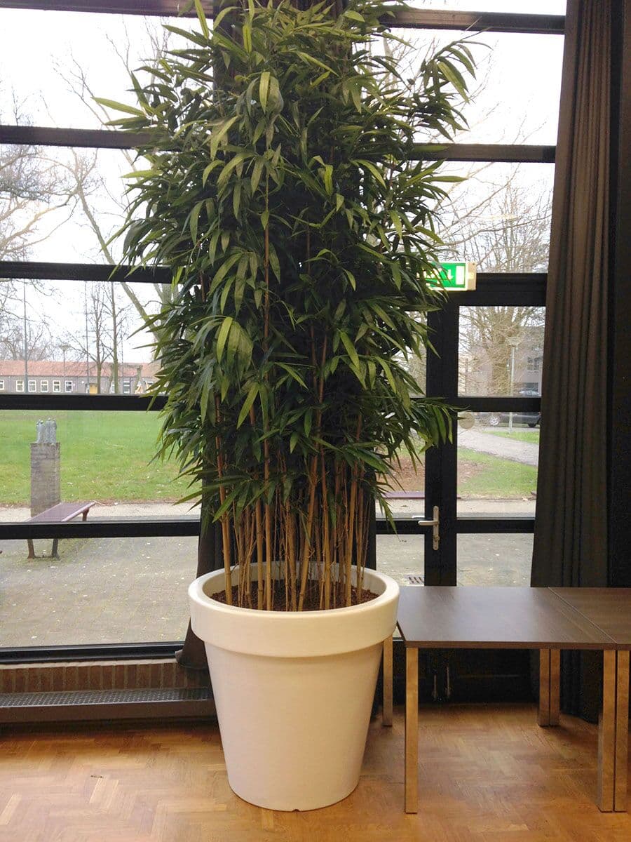 Kunstplanten, foto 5