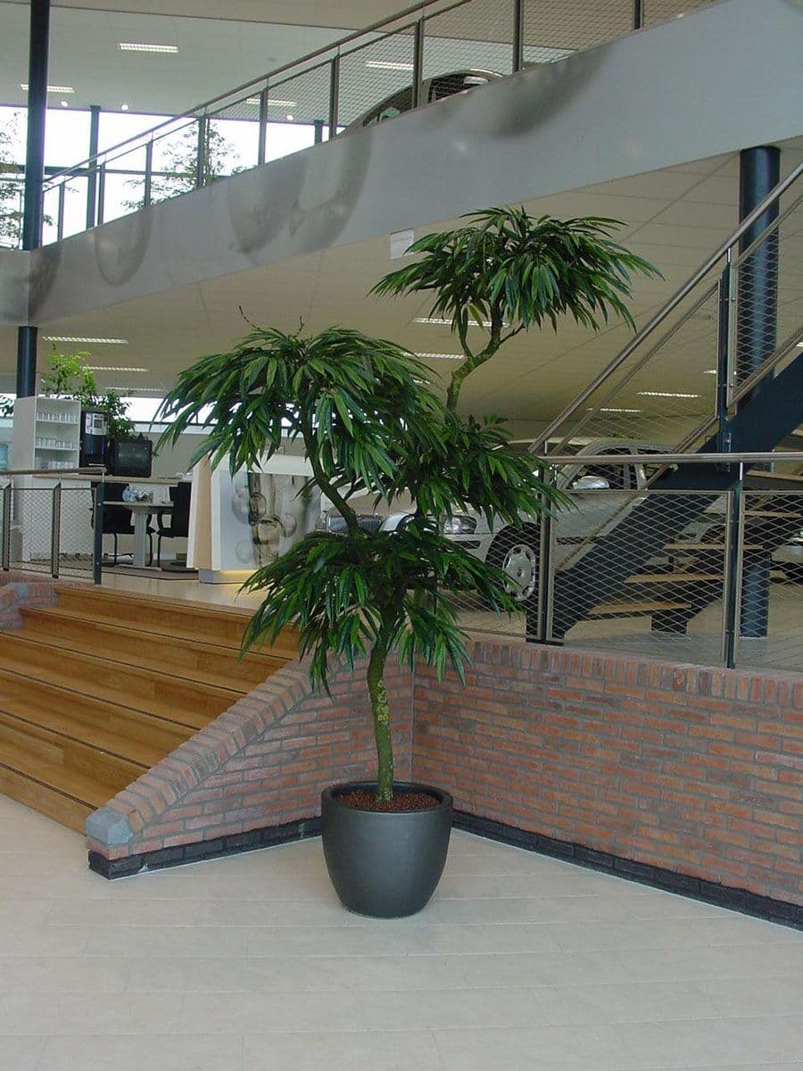 Ficus longifolia