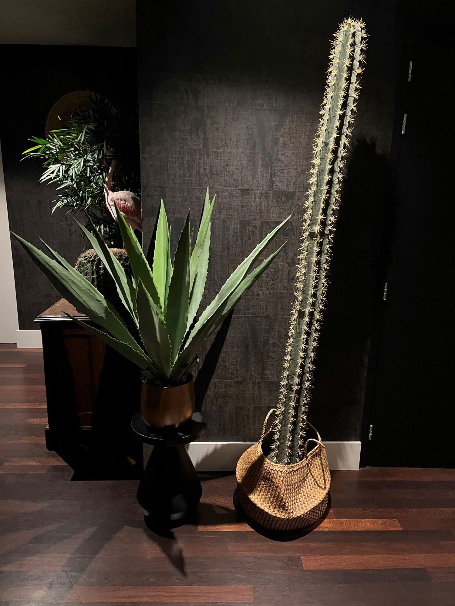 Zuilcactus